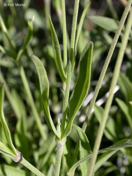 Silene 11