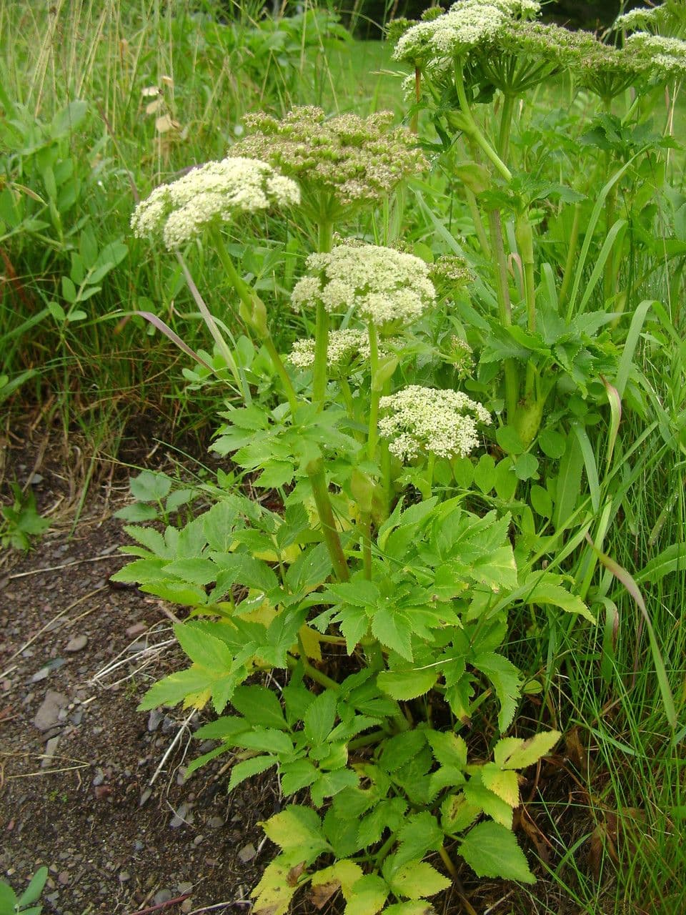 Glanztraube 9
