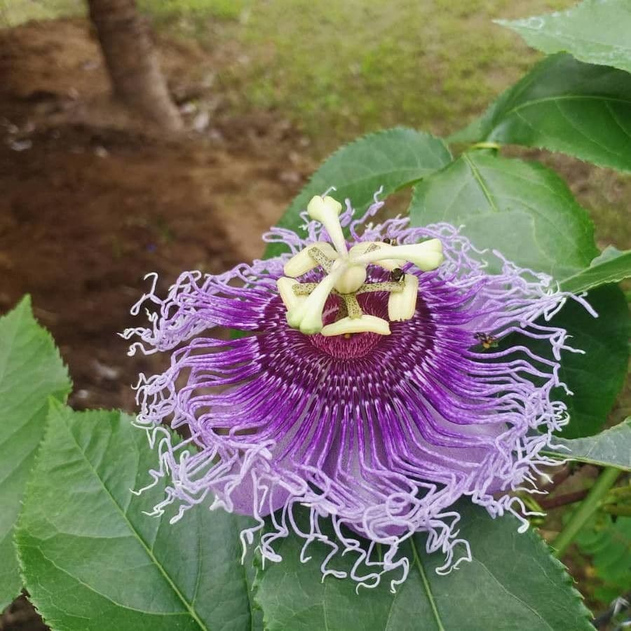 Passiflora 8