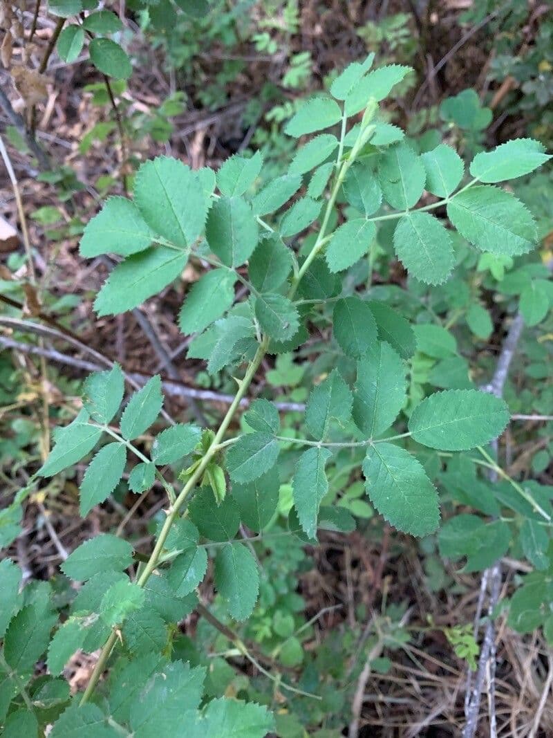 Rosa californiana 5