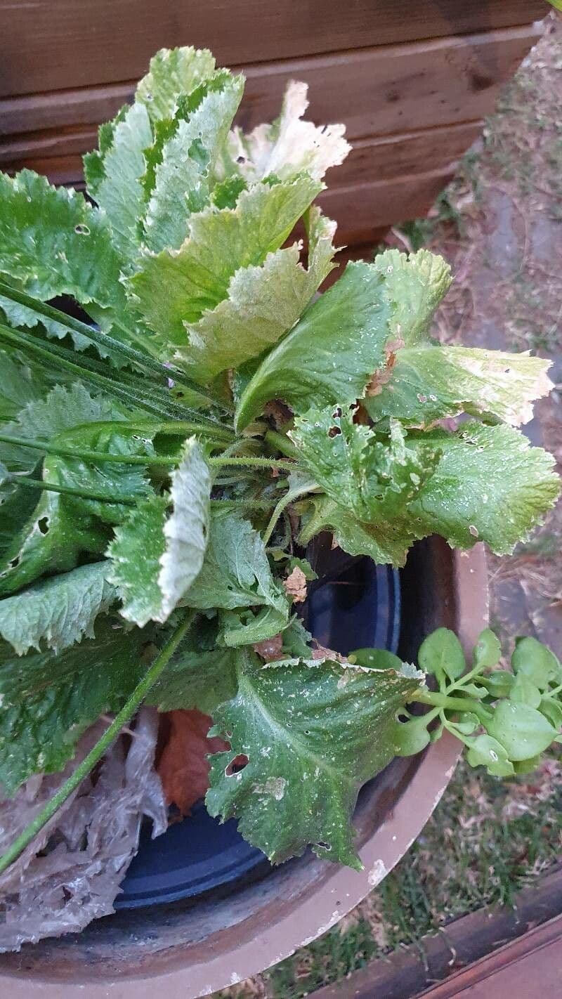 Primula di Siebold 8