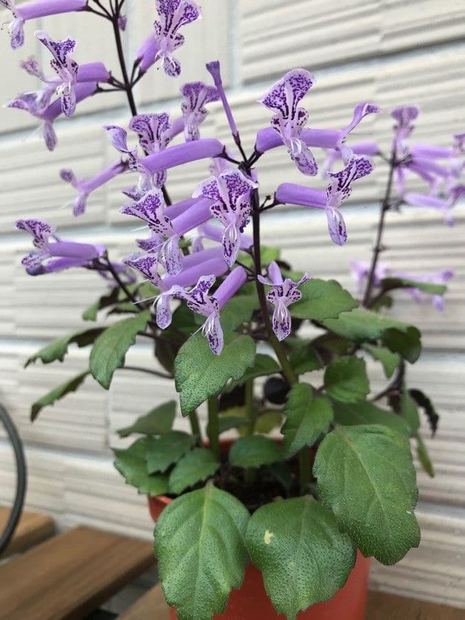 Plectranthus 4