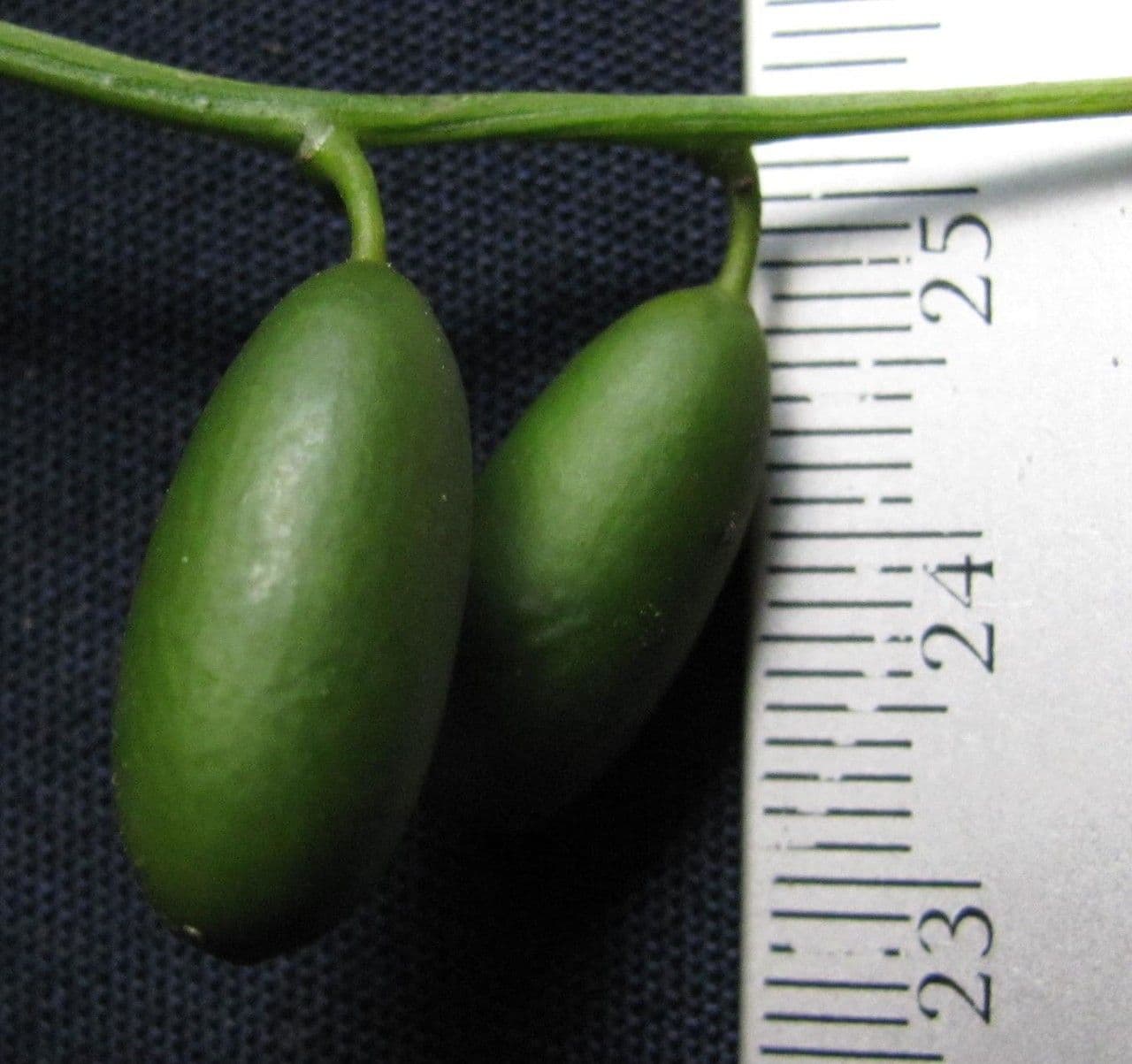 Cayaponia racemiforme