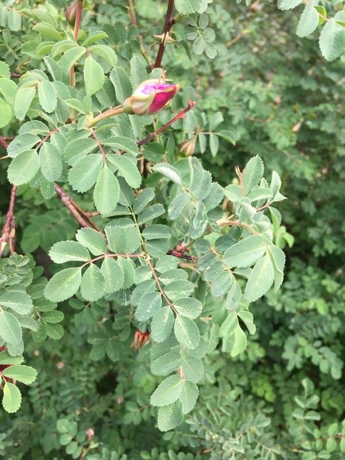 Rosa 6