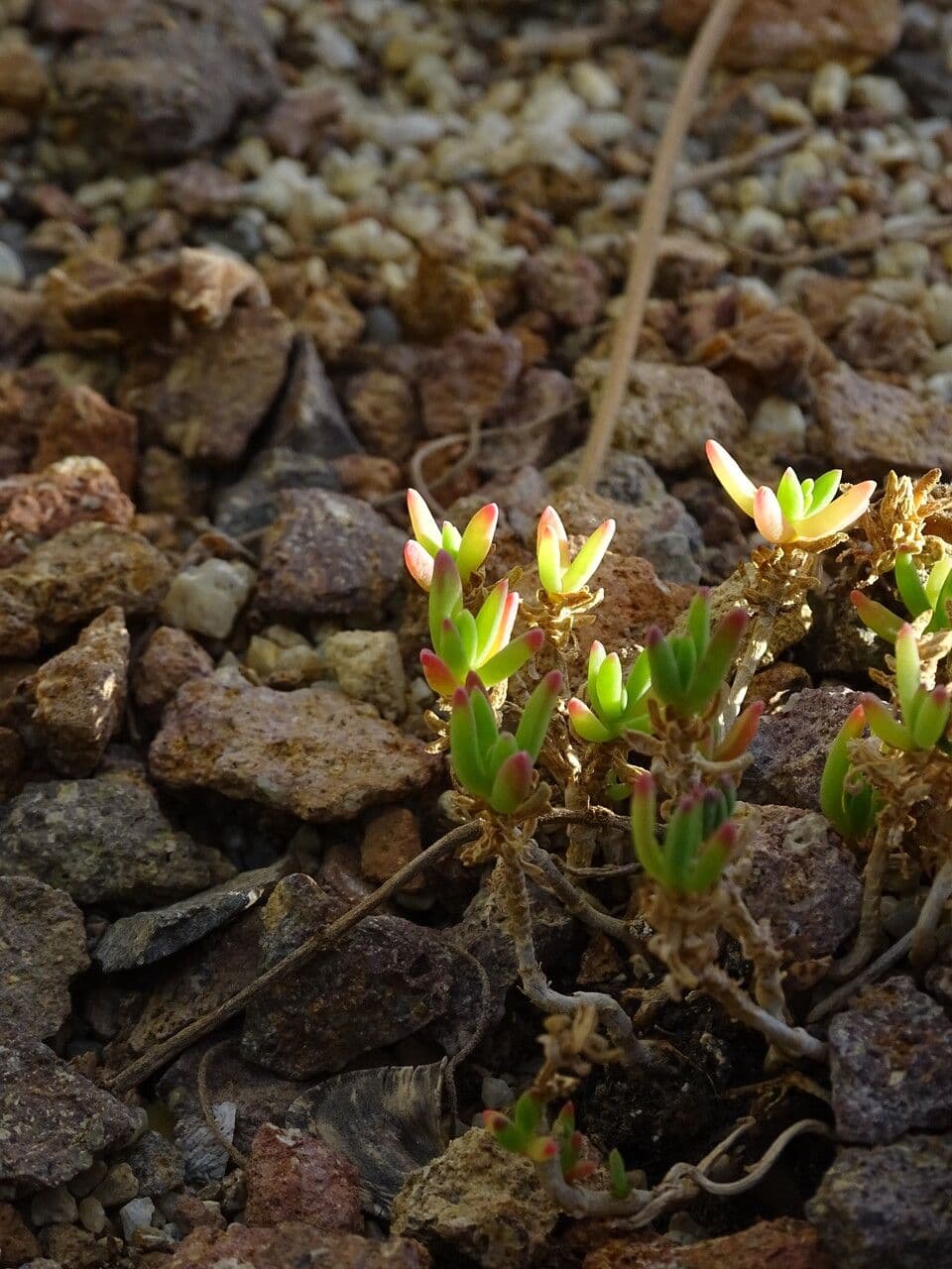 Delosperma 2