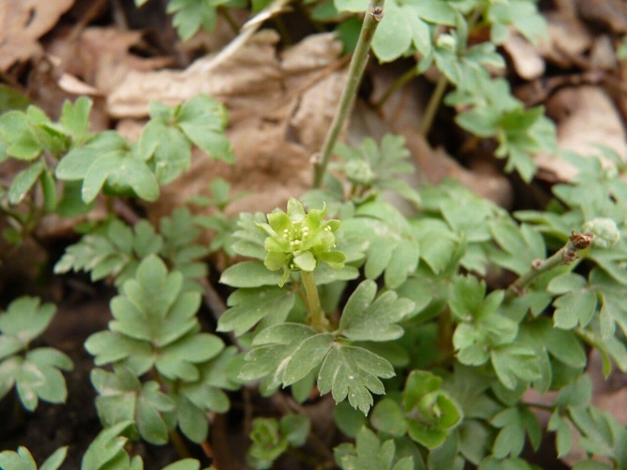 Erba moscatellina 10