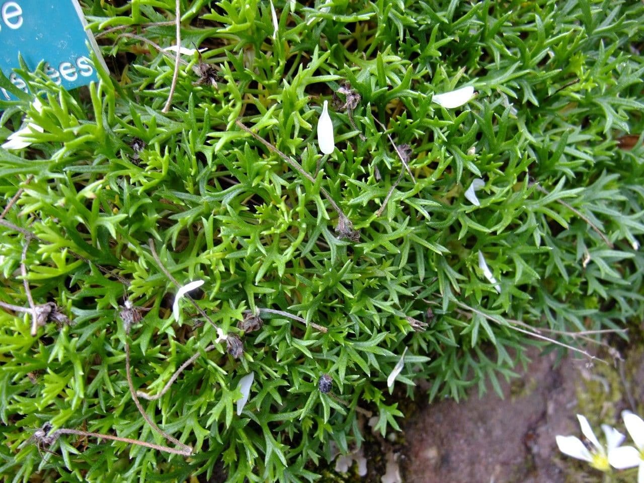 Saxifrage 10