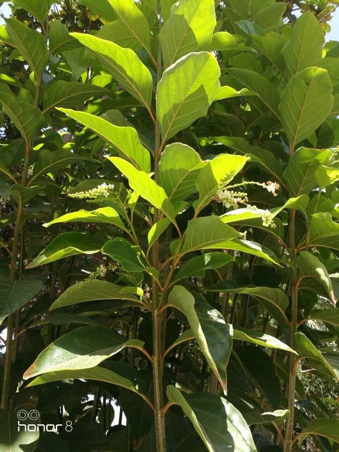 Citharexylum 18