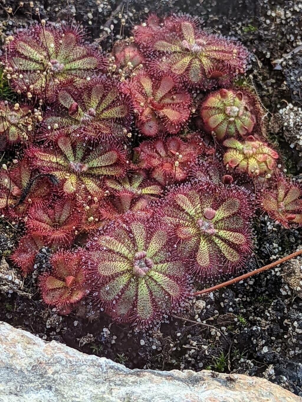 Drosera 3