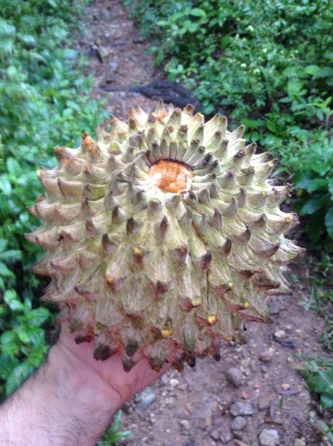 Annona purpurea 5
