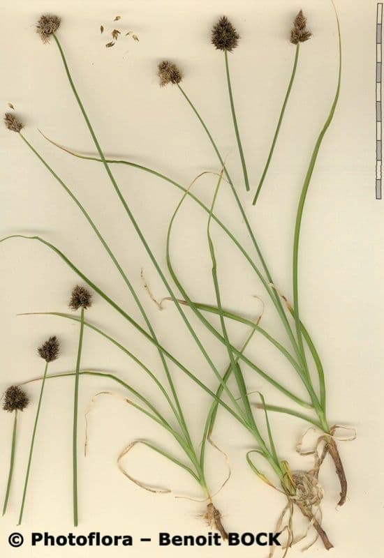 Stinking sedge 22