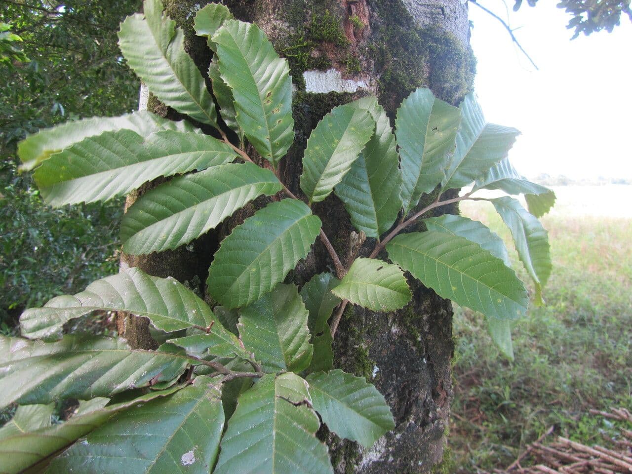 Cupania 12