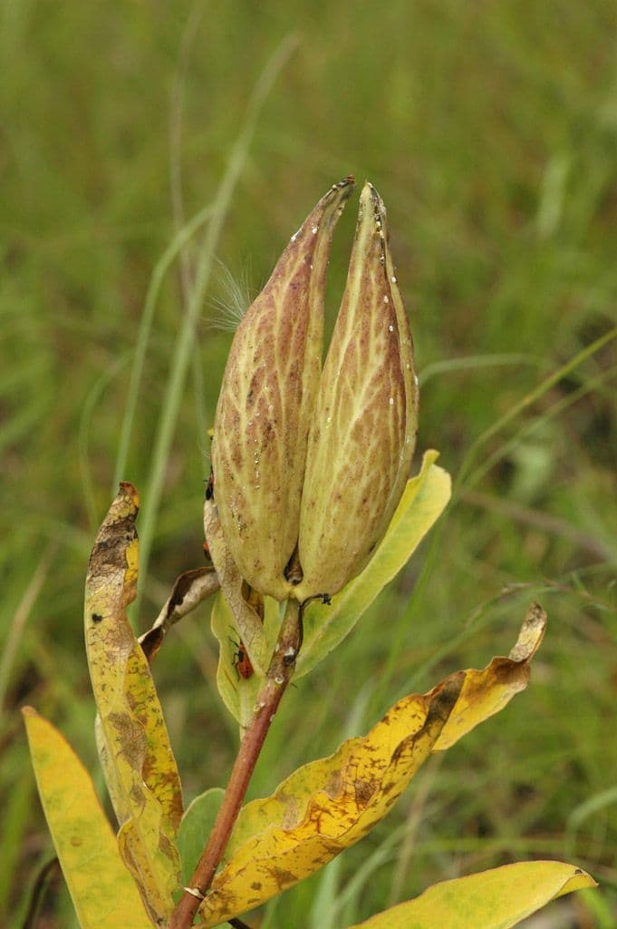 Asclepias viridis 3