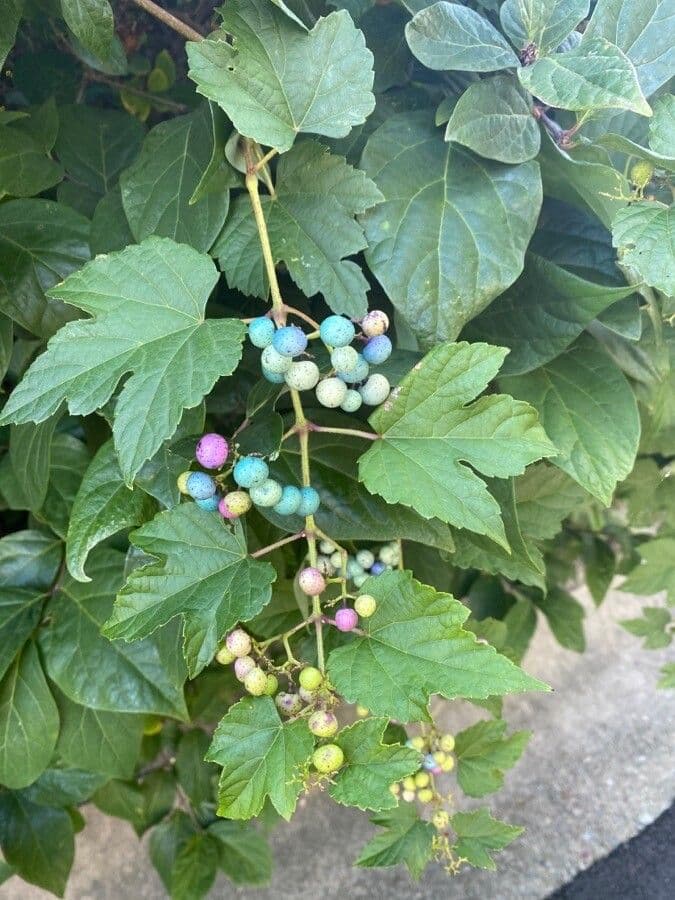 Ampelopsis glandulosa