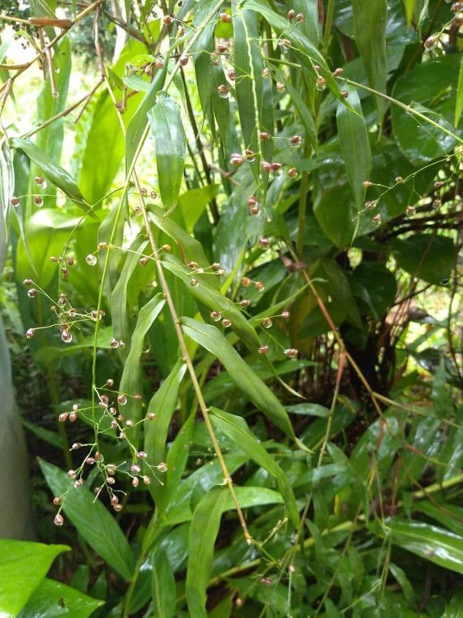 Isachne arundinacea 2
