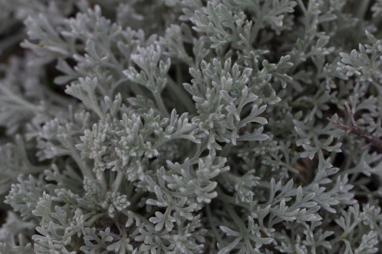 Artemisia pycnocephala 14