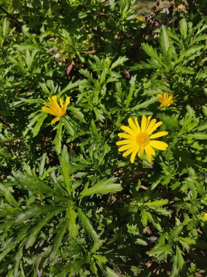 Gold-Euryops 22