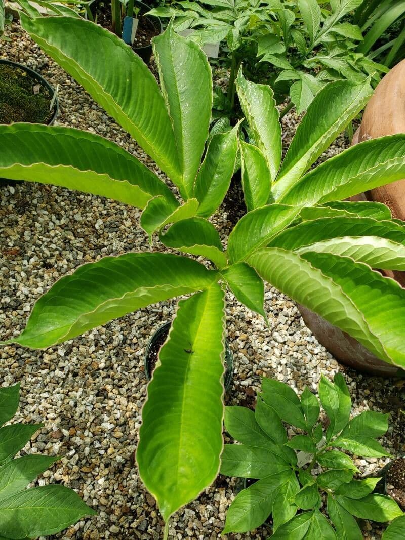 Amorphophallus