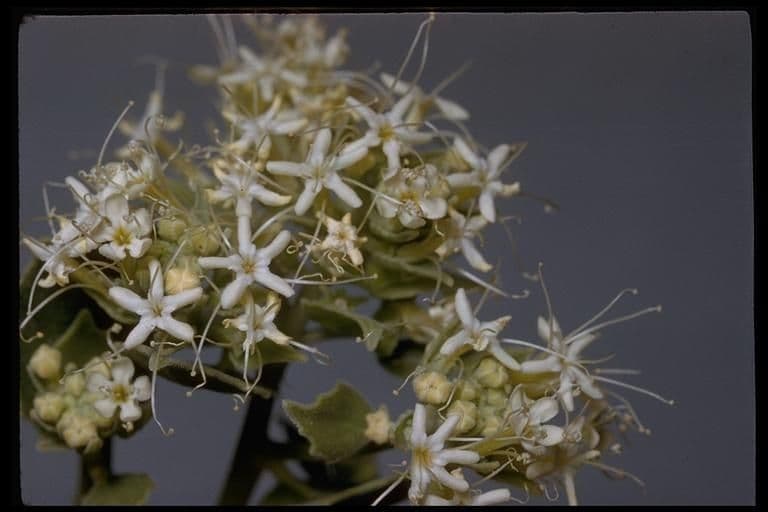Petalonyx 5