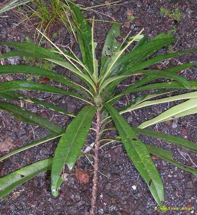 Planchonella 3
