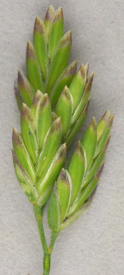 Fienarola compressa 2