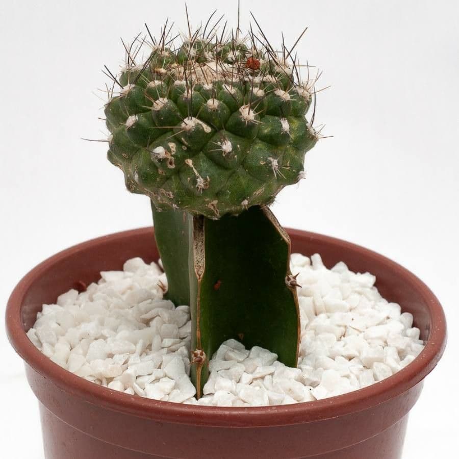 Copiapoa