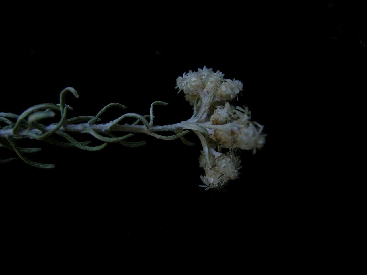 Anaphalis contorta 13