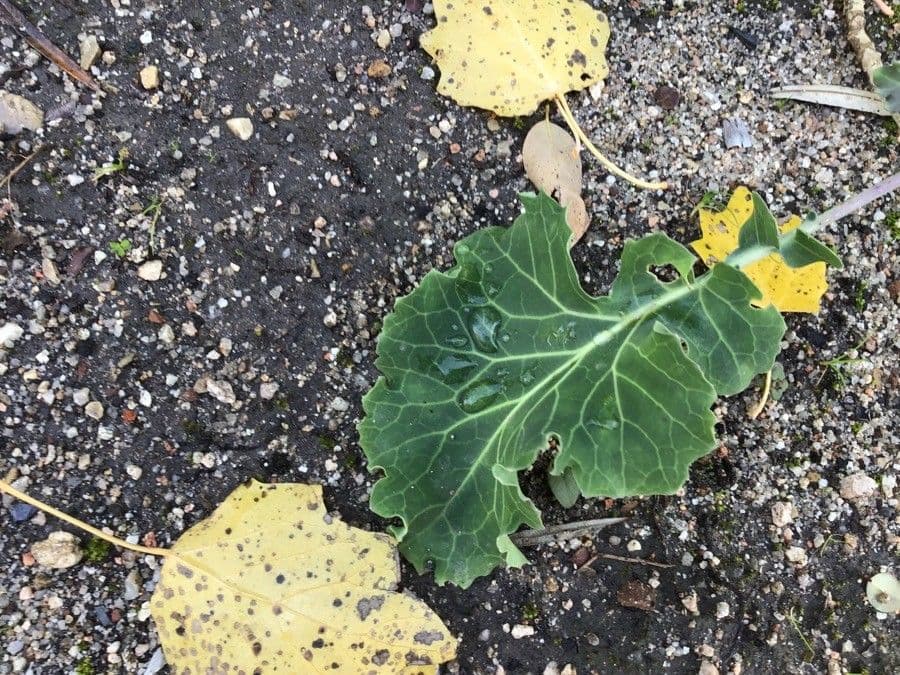 Bergkohl 17