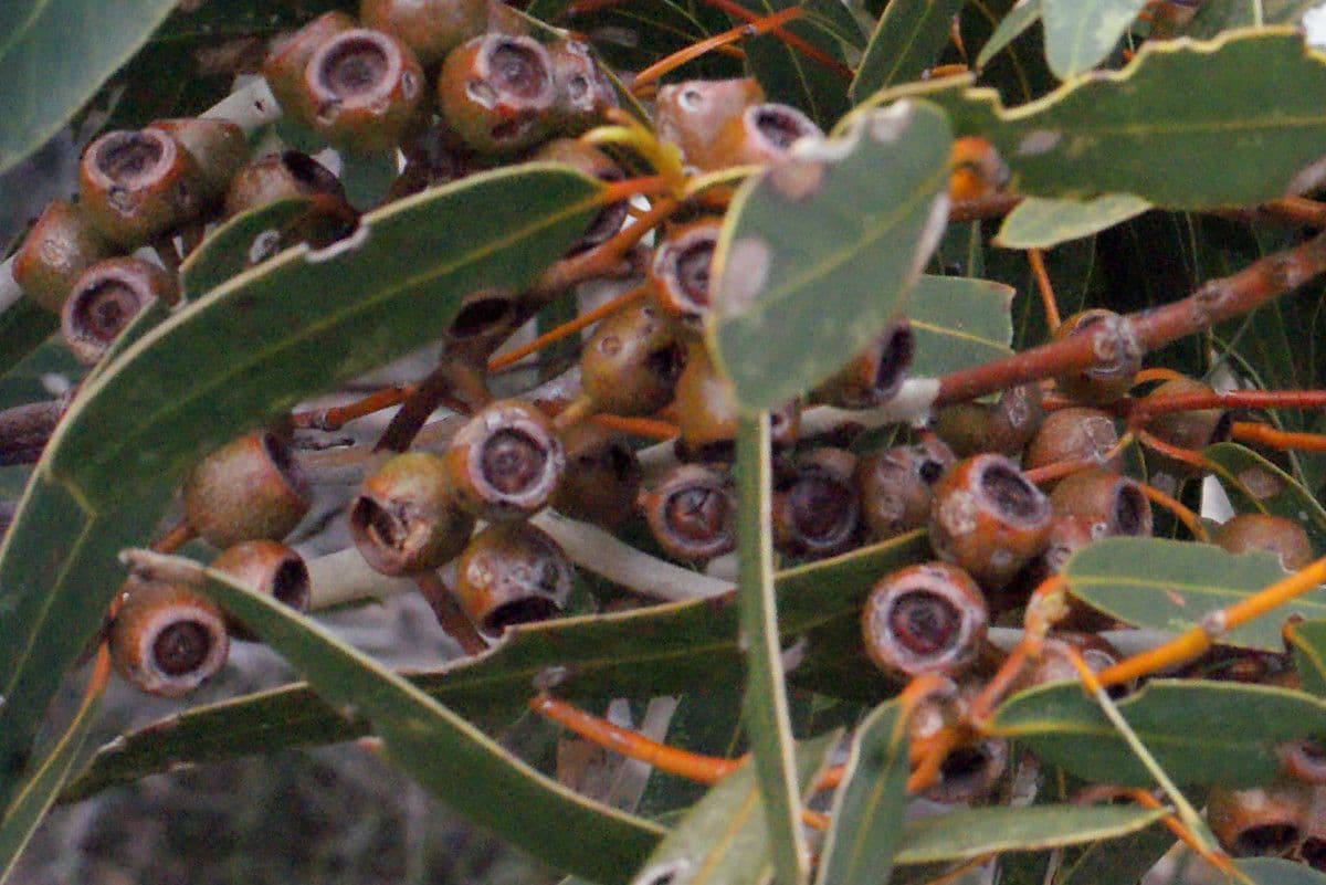 Cork mallee 3