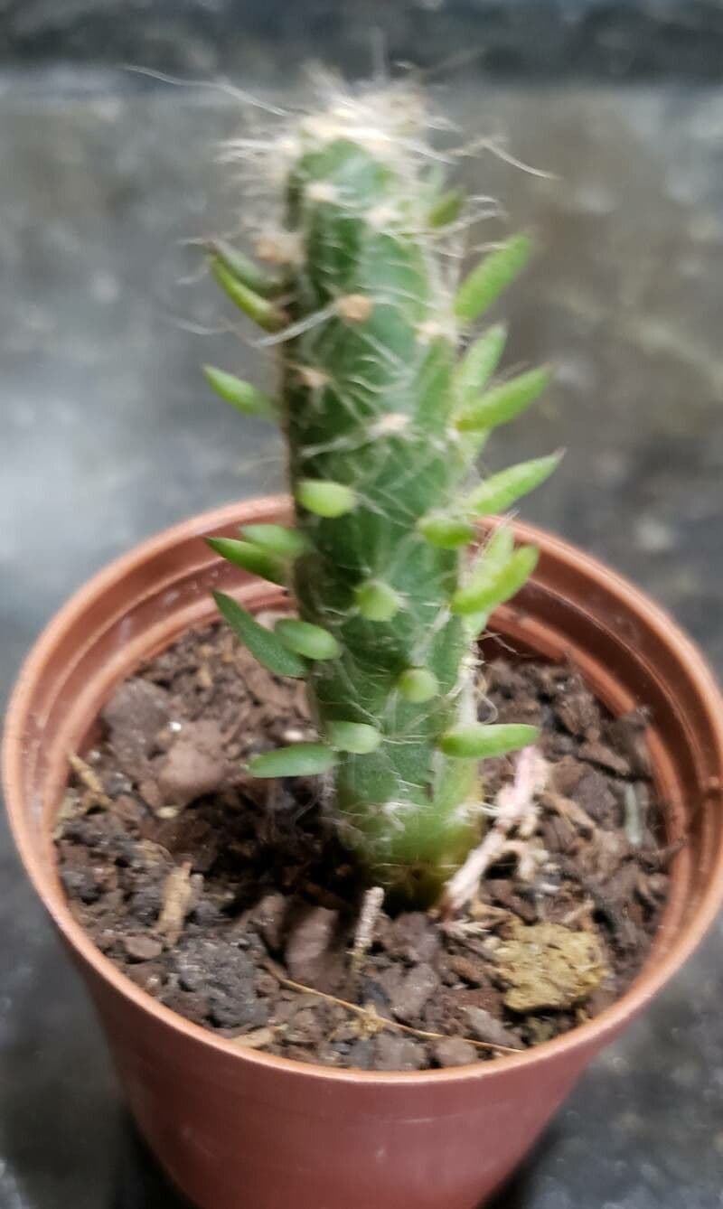Austrocylindropuntia 7