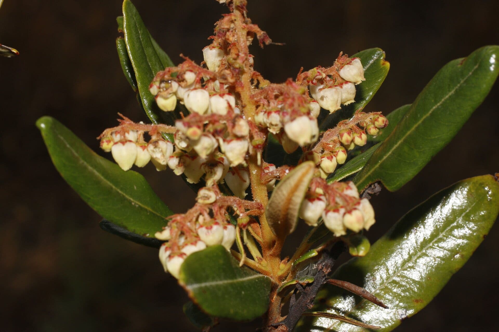 Manzanita 8