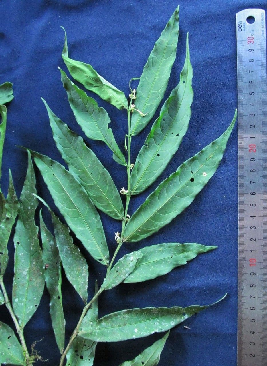 Solanum 3