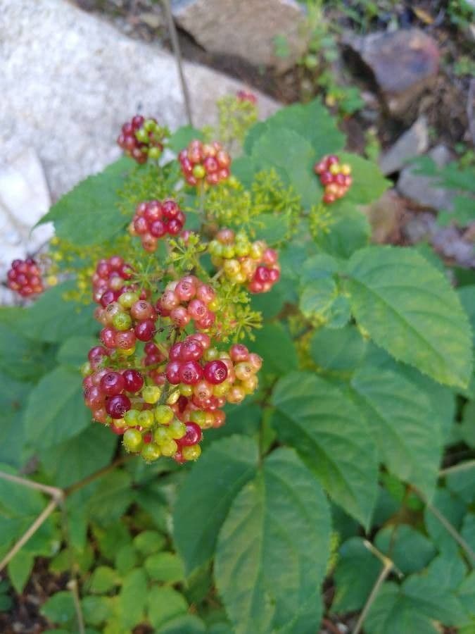 Araria racemosa