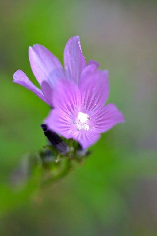 Sidalcea novomexická 5
