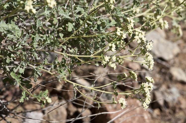 Parthenium incanum