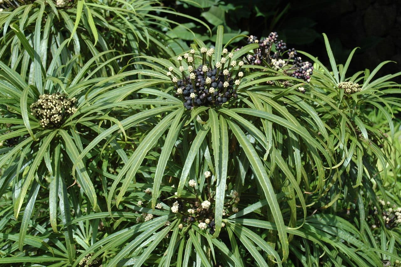Osmoxylon 14