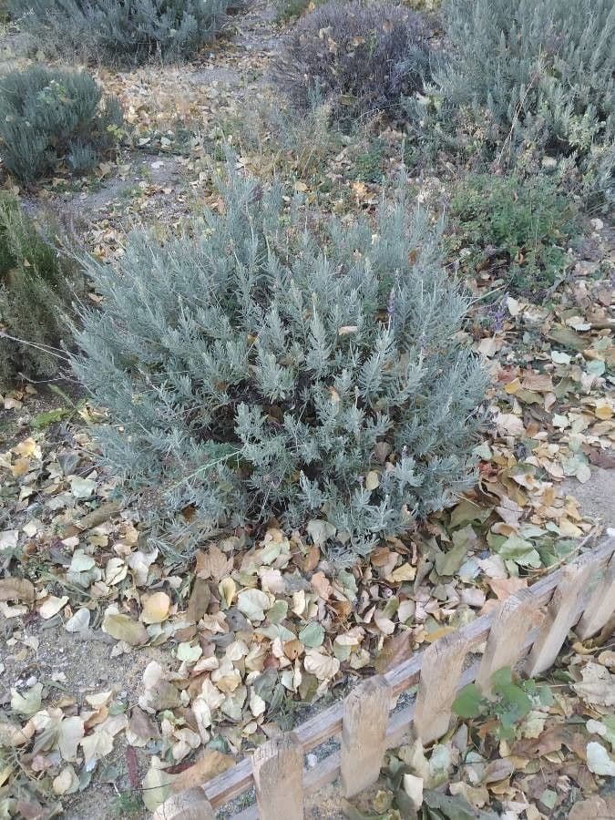 Lavanda dentata 24