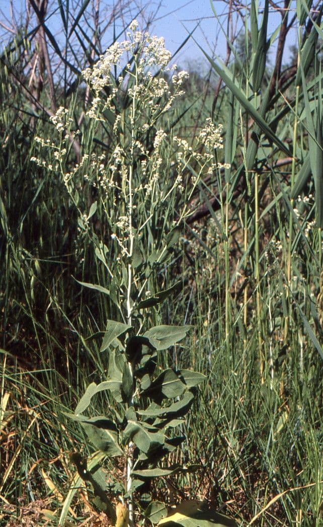 Erba pepe 15