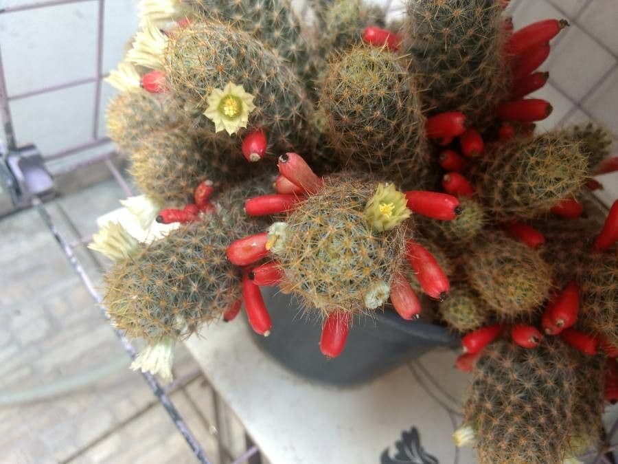 Cactus proliferante 9