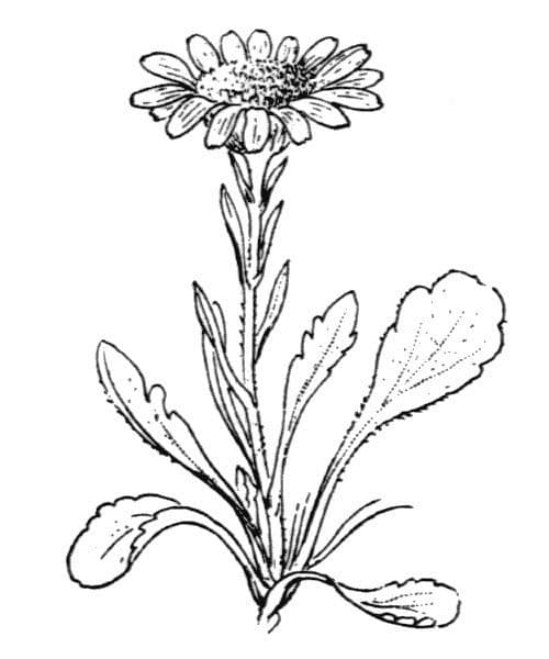 Senecio 21