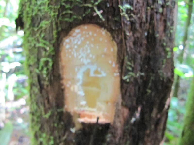 Pouteria