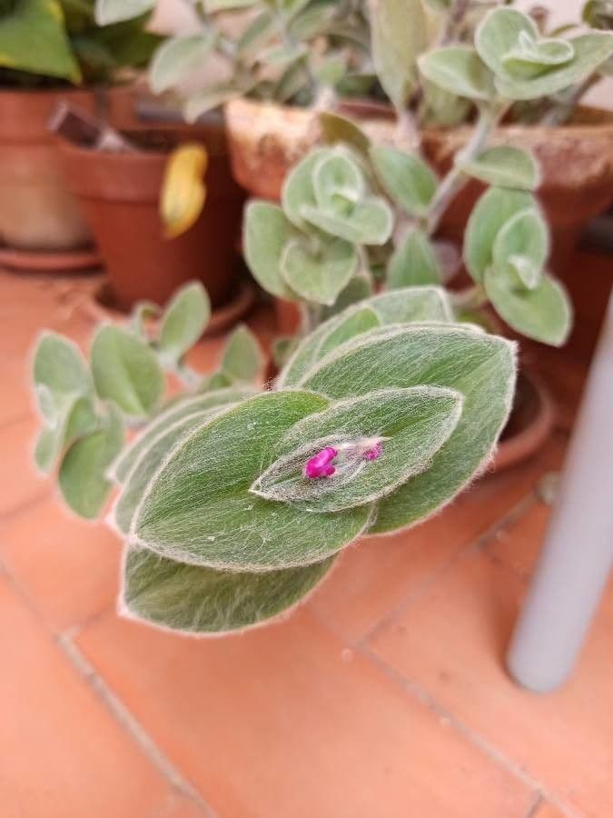 Tradescantia 4