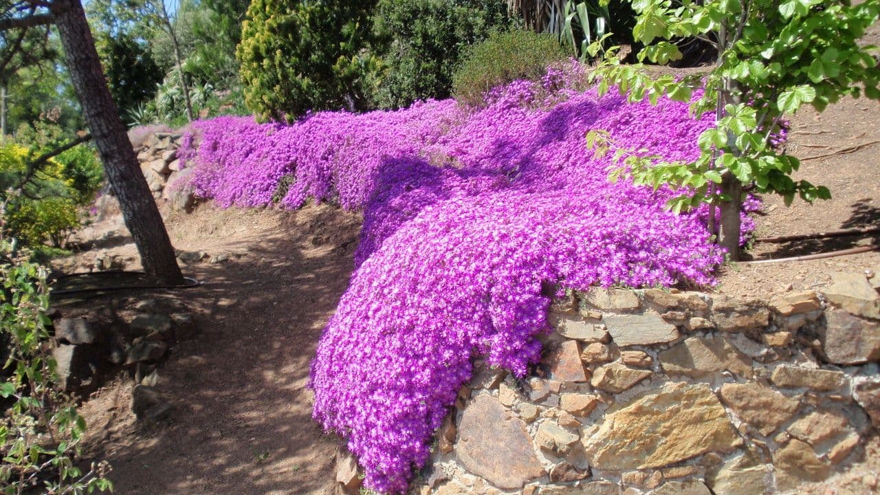 Drosanthemum fleuri 5