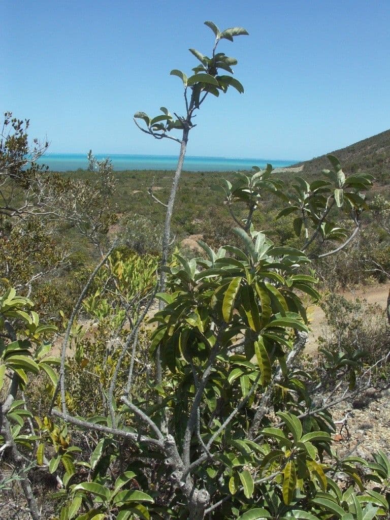 Blanchons Pycnandra 7