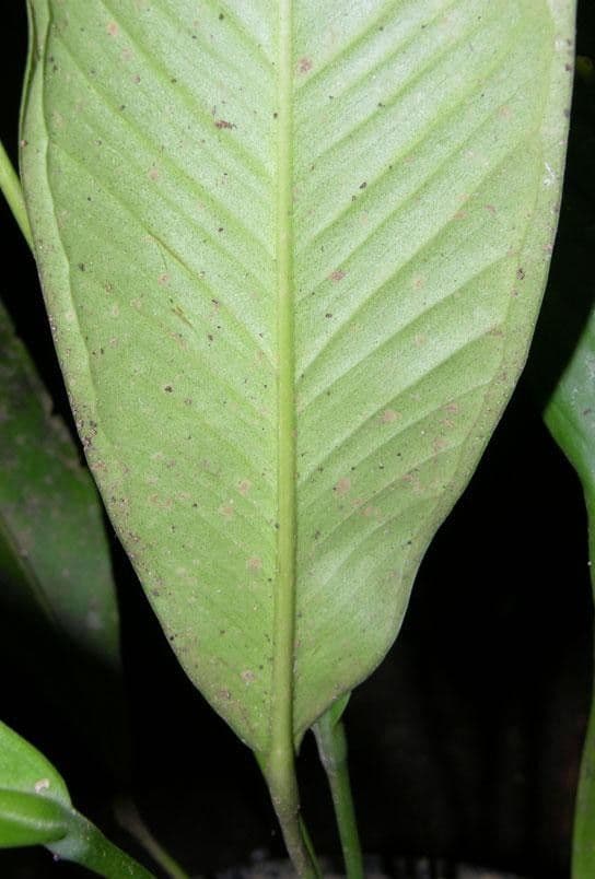 Anthurium lanceolato 5