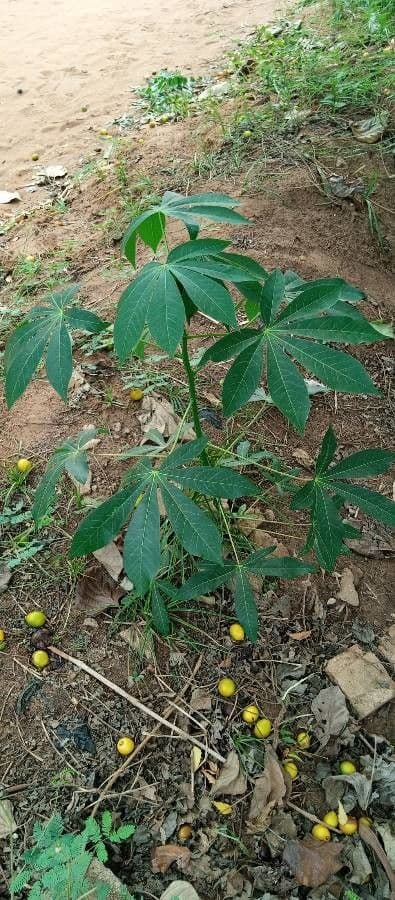 Manihot aesculifolia 8