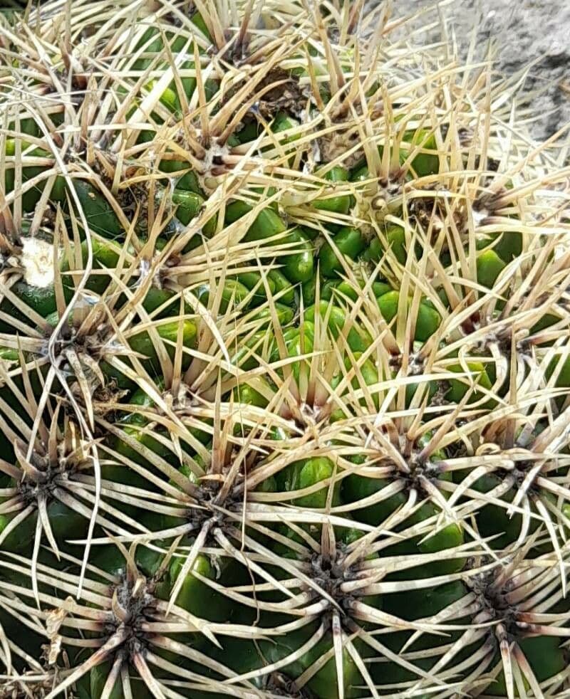 Cactus del mento 10