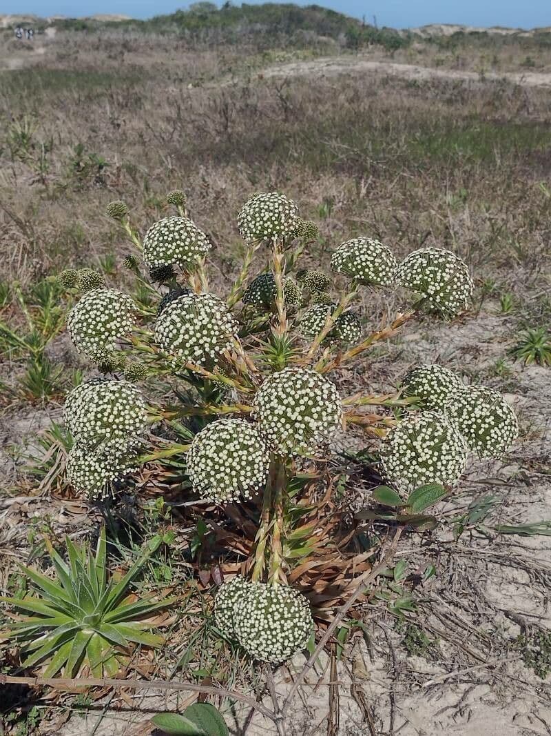 Paepalanthus 8