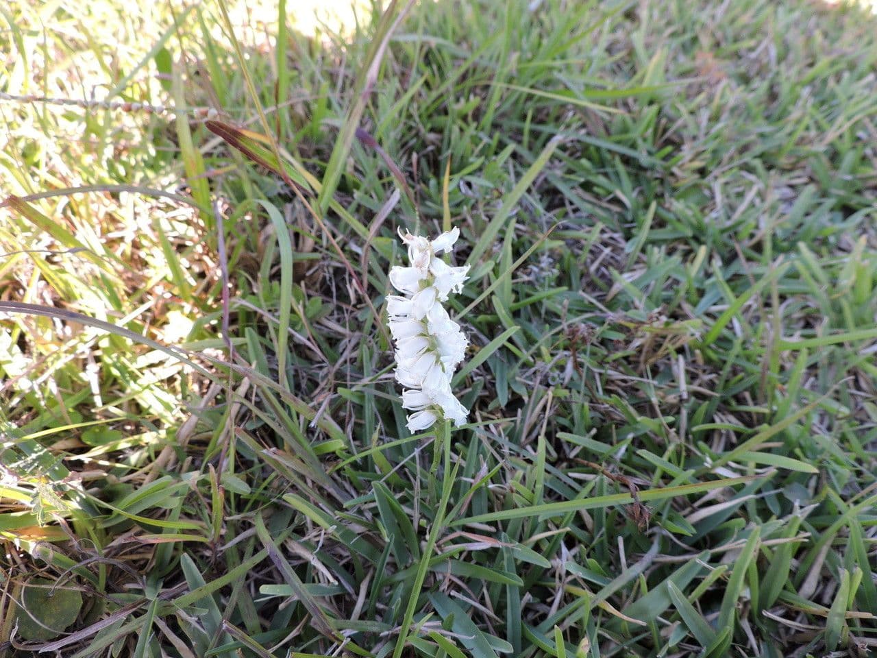 Spiranthes lacera 9