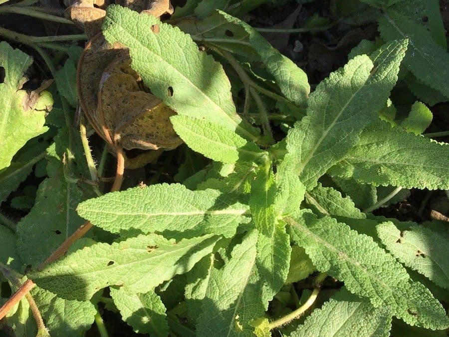 Salvia